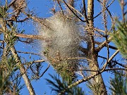 57 Nido di processionarie su pino mugo ad alto fusto